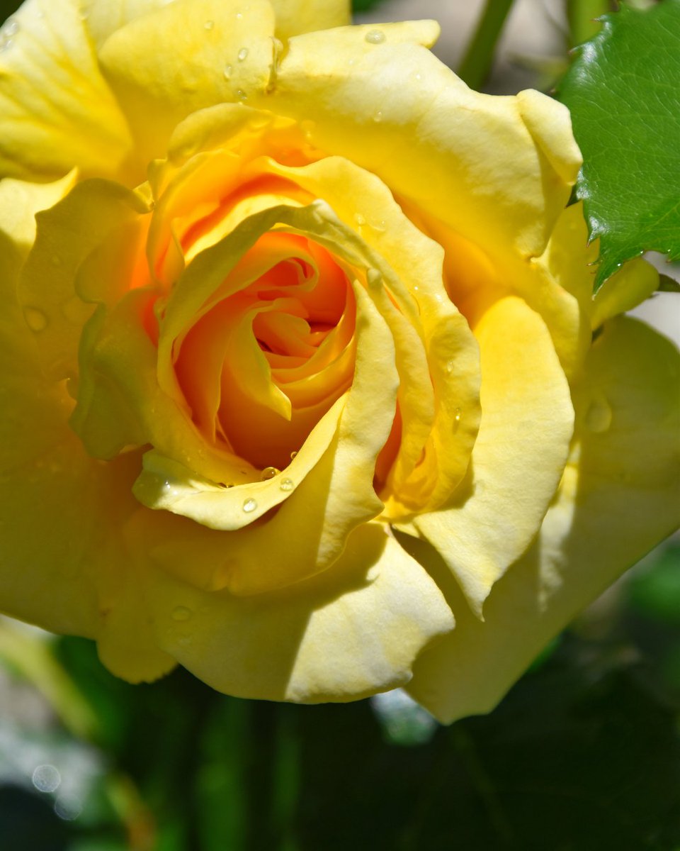 Château de Villandry 🏰 🌹 tweet media