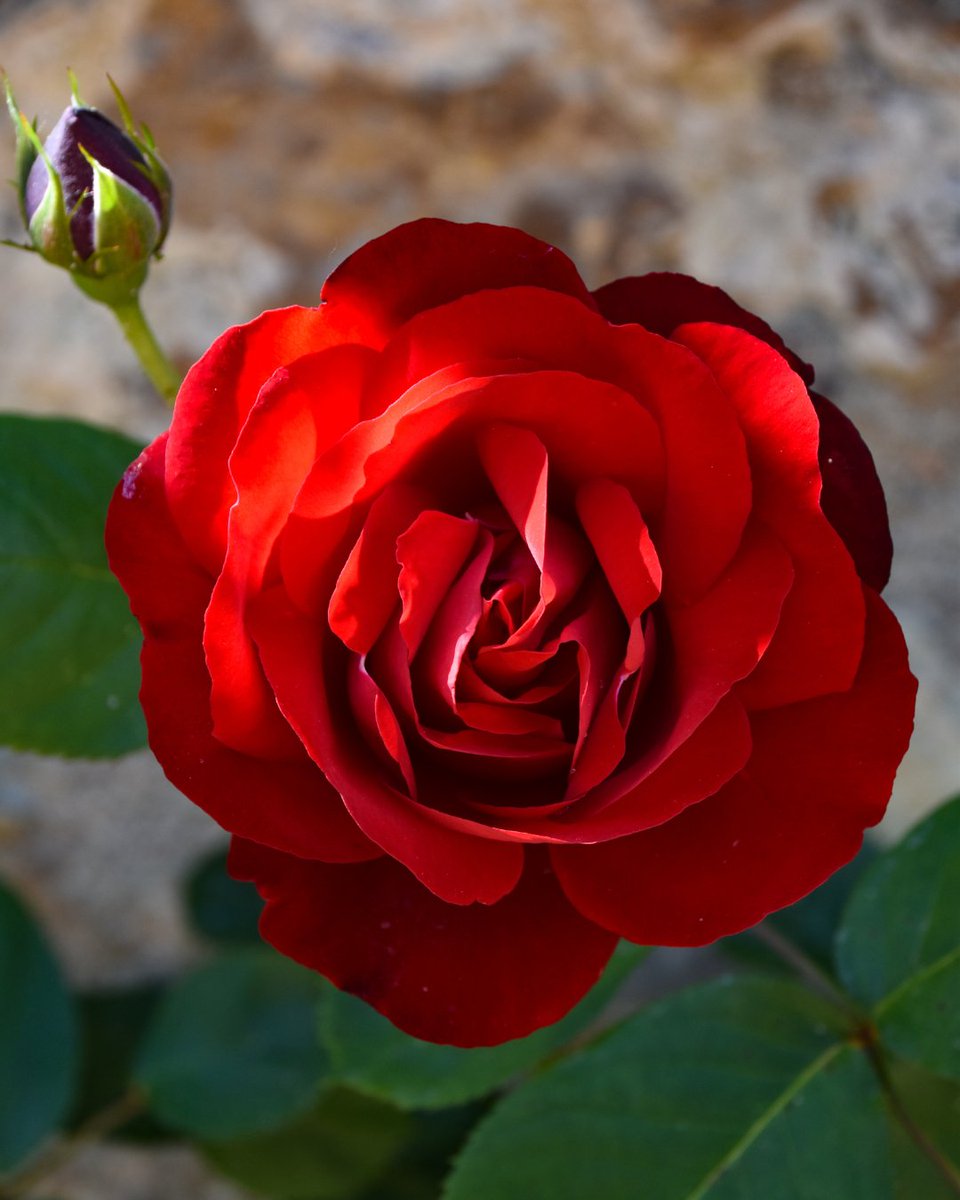 Château de Villandry 🏰 🌹 tweet media