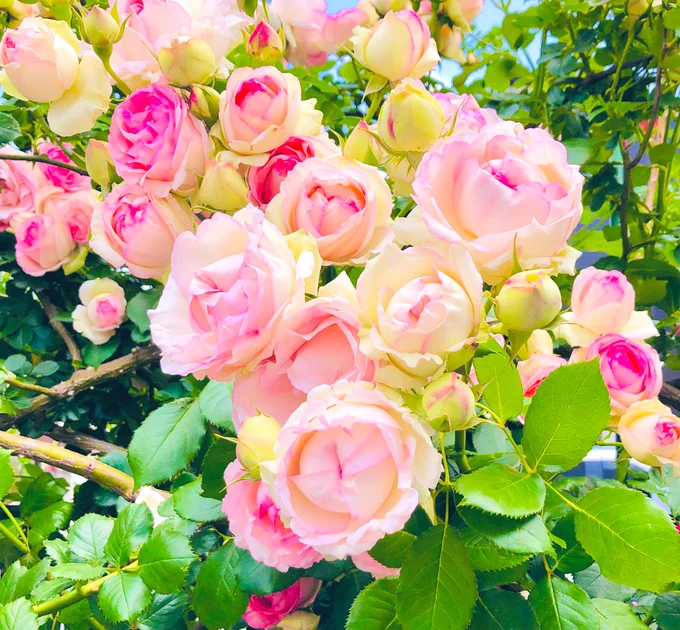 今年も色とりどりに咲き誇る人様の家の薔薇をご覧ください