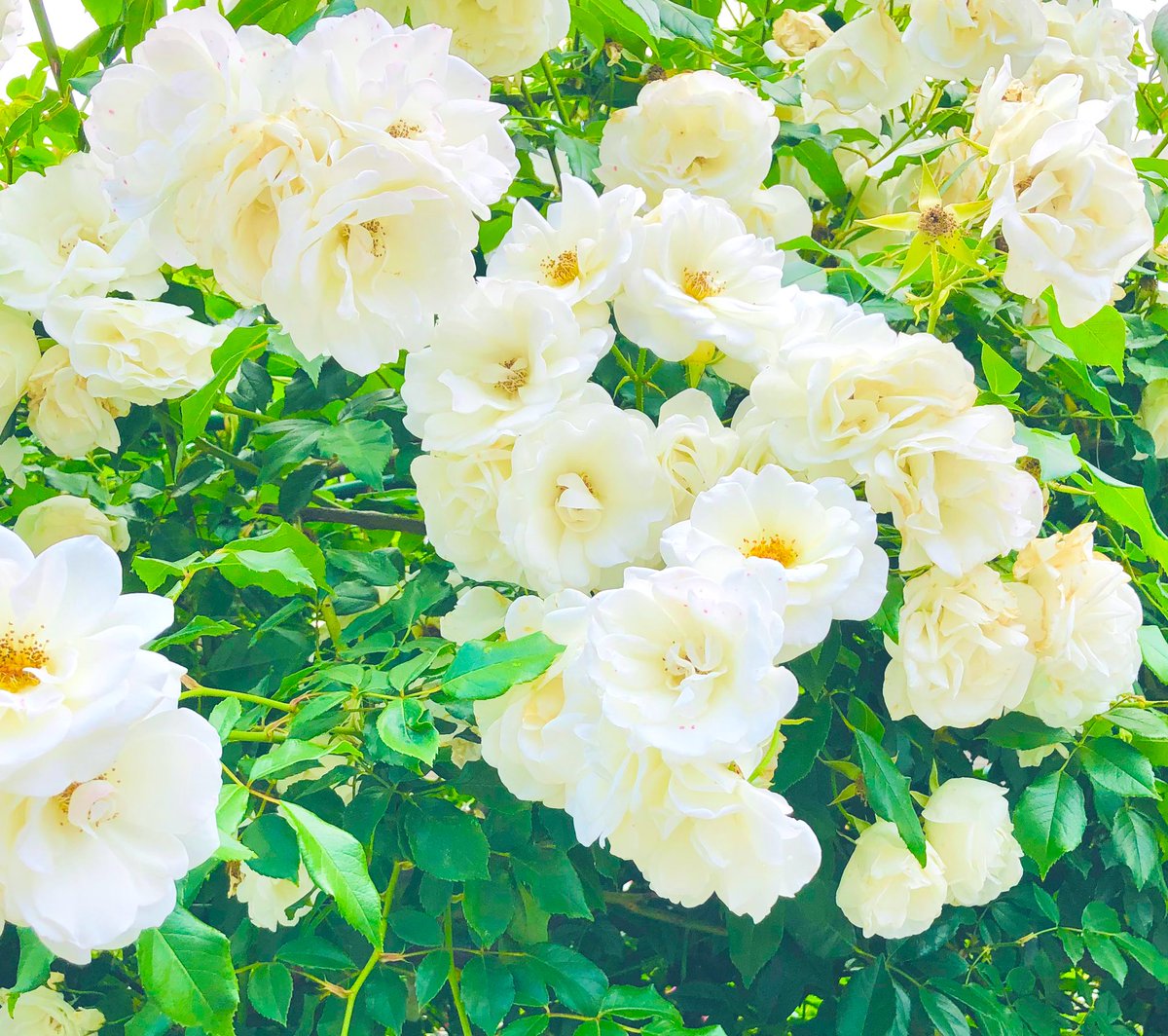 「今年も色とりどりに咲き誇る人様の家の薔薇をご覧ください」|𝕆𝕥𝕠𝕞𝕠のイラスト