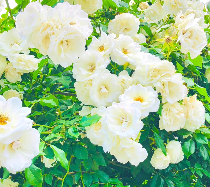 今年も色とりどりに咲き誇る人様の家の薔薇をご覧ください