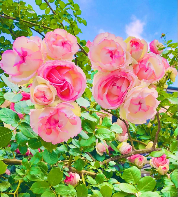 今年も色とりどりに咲き誇る人様の家の薔薇をご覧ください