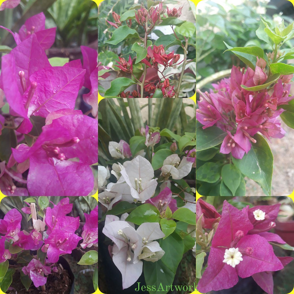 Good afternoon everyone!!!
#bougiesBloom #mygardencollection
#ELYUwith❤