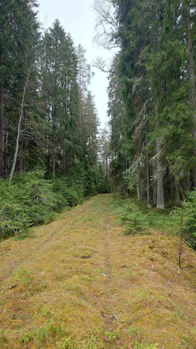 Päättäjien metsäakatemian <a href="/MetsaAkatemia/">Päättäjien Metsäakatemia</a> reissu jatkuu Kakola-yön jälkeen <a href="/MetsaFibre/">Metsä Fibre</a> Rauman integraattiin. Oma työurani alkoi aikoinaan Seikun sahalla, hienoa päästä näkemään tämänpäivän sahatoimintaa🙂 (kuva liittyy vain minuun eli omaa usemman vuosikymmenen vanhaa metsääni)