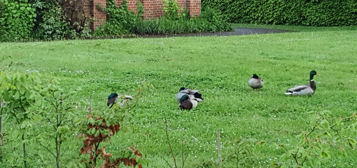 Early morning ducks on the Bethlem site, amazing.