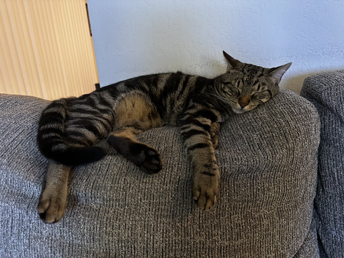 BeckKenz's tweet photo. @ShouldHaveCat Sweet boy https://t.co/1a63uS4kHa