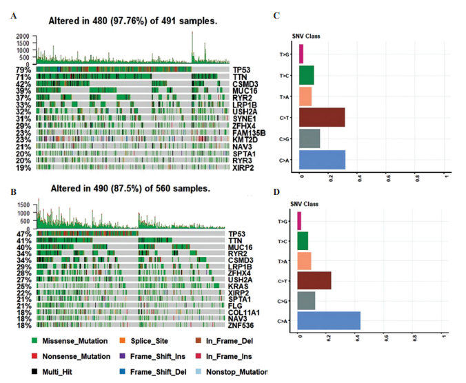 Cancer_Whioce's tweet photo. Welcome to read this article from Cancer Plus. 🤗
Identification of Driver Genes in #Lung Squamous #Cell #Carcinoma and Lung #Adenocarcinoma.  

See more detail at: 👇👇https://t.co/pcV6eBYIkR https://t.co/DCs068r3fJ