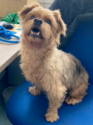 AdoptionsUk's tweet photo. Please retweet to help Toby find a home #KENT #UK 

Yorkshire Terrier cross aged 2. He hasn't lived with children but gets on with other dogs. He needs someone that is mostly at home as he doesn't like being left alone.

DETAILS or APPLY👇
https://t.co/0Q9a4kEp2K
☎️01797 366620 https://t.co/NULlklD77M