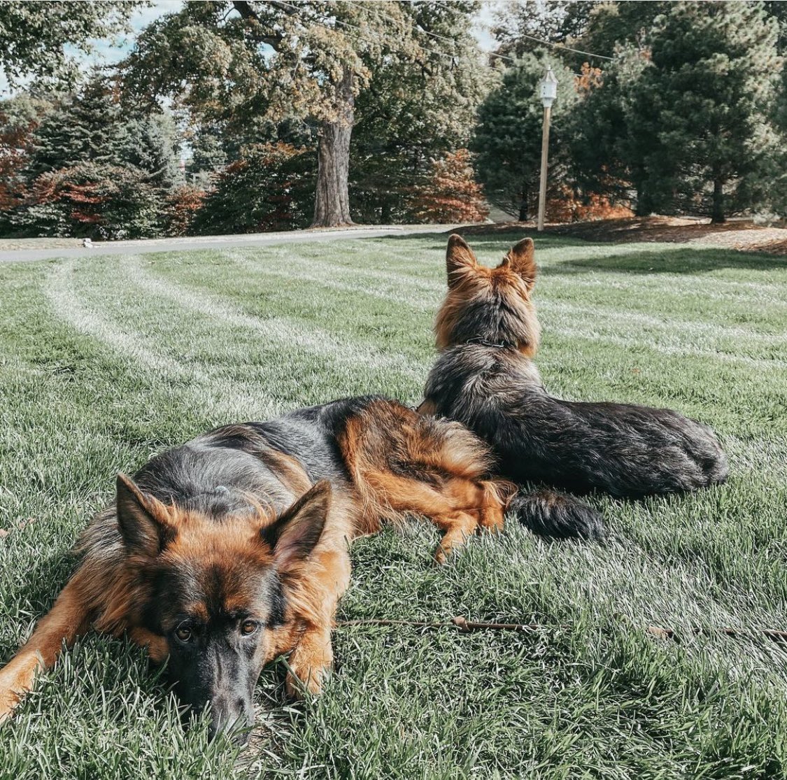 [Clearing his thoughts by playing fetch in the yard with the pups, Hart spied <a href="/shewolfWren/">Wren Danior | 𝕡𝕒𝕣𝕠𝕕𝕪</a> returning from market.] Hey, little.