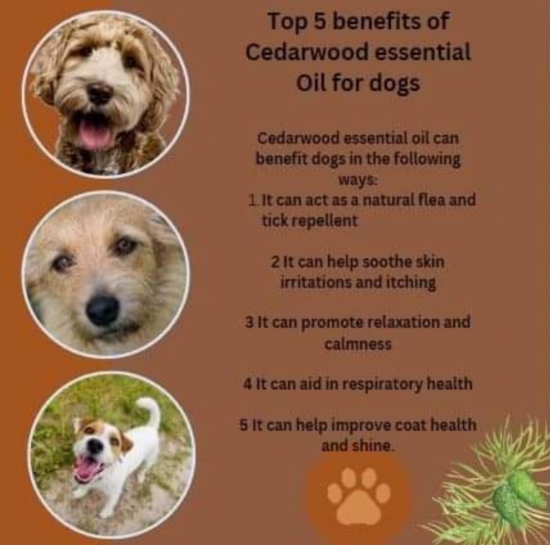 Did you know that Cedarwood Essential oil holds therapeutic properties that will benefit you and you dog? 
Well, here are the top 5 of them 

Visit our website to get yours today. 

pawfectscents.co.uk/shop/ols/categ…

#cedarwoodessentialoil
#essentialoilwaxmelts