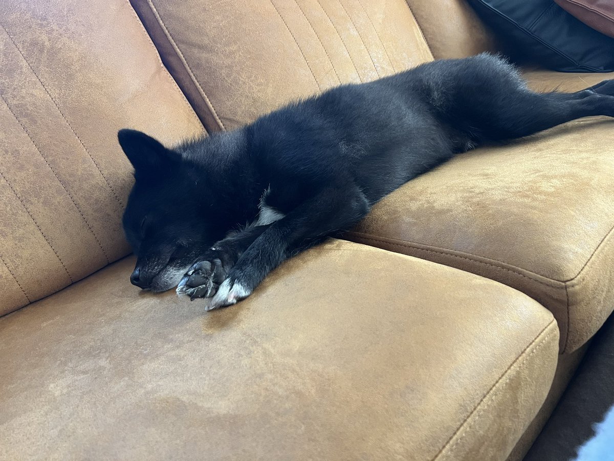 bul_516's tweet photo. かわいい、疲れきって気持ちよさそうに寝てる🐶💘

#ポメ柴 #ポメラニアン #柴犬 https://t.co/5fLwYGGHod