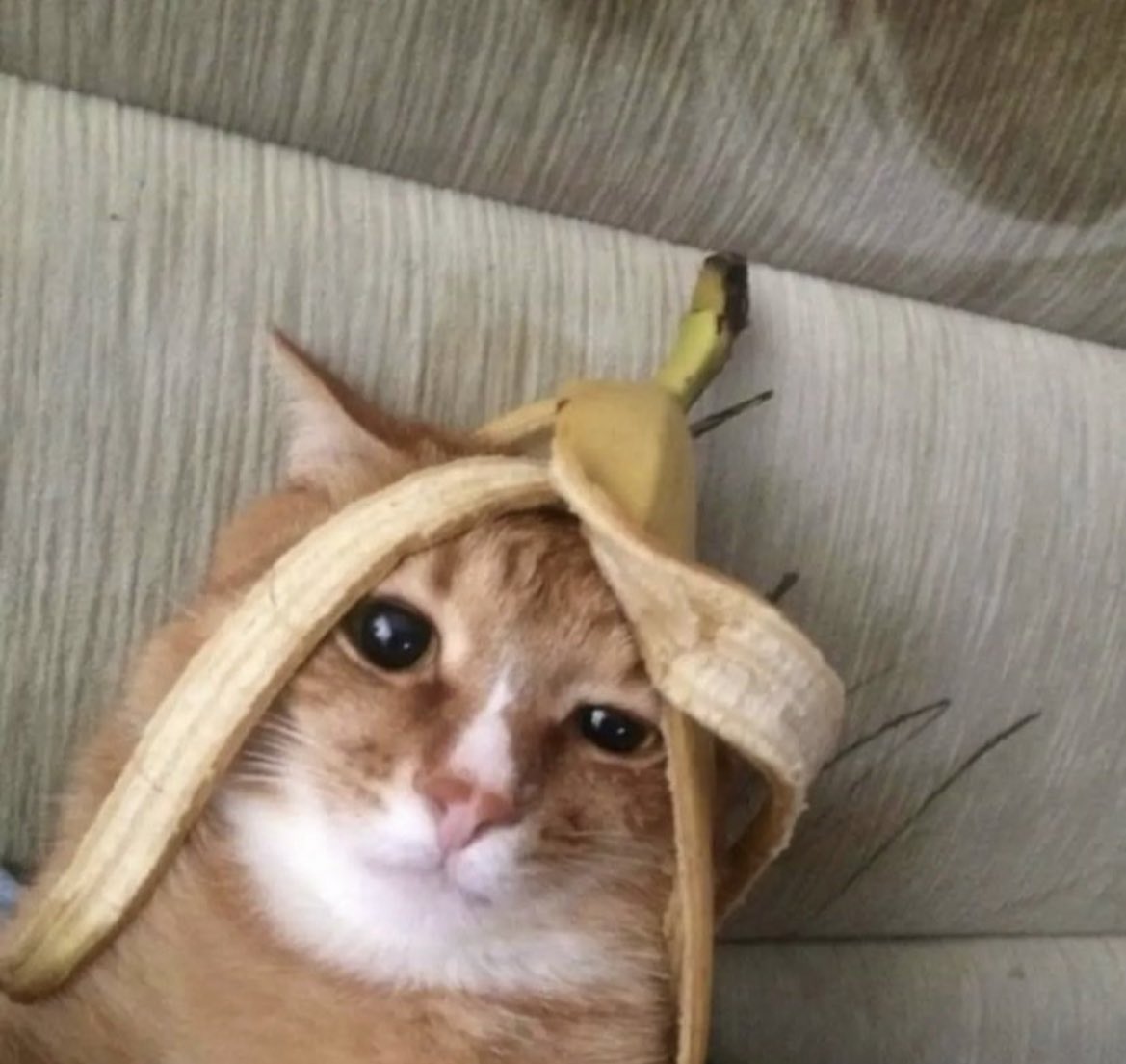 tunafan90's tweet photo. hou u liek ma hat? #humtwt https://t.co/kLg5gpz22P