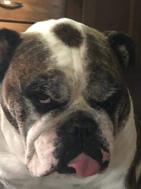 Bulldogoilwell1's tweet photo. https://t.co/1lWUmc7qZy