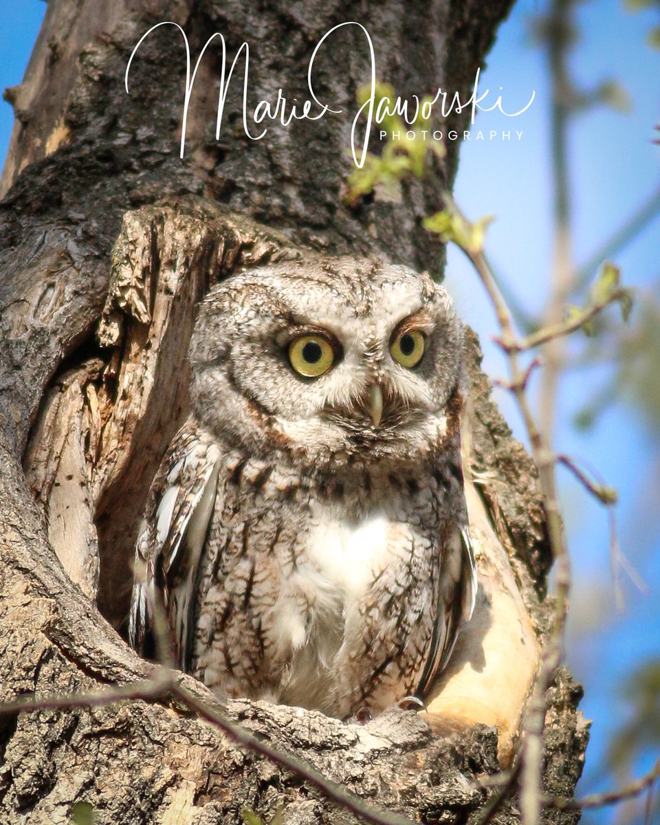 #EasternScreechOwl 🦉❤️ #birdphotography #owls