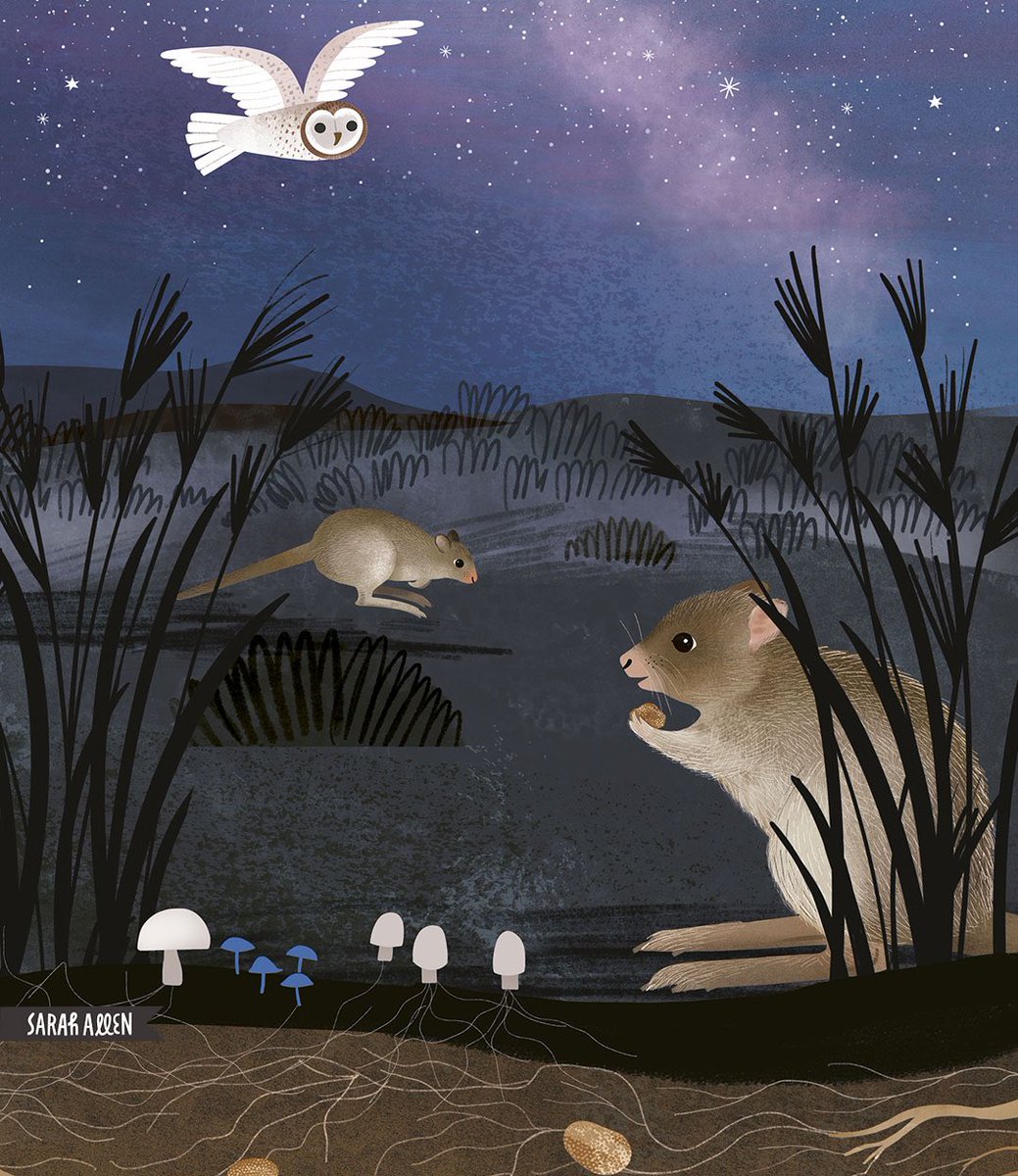 Bettongs eating truffles and spreading mycelium from my picture book Jumping Joeys. Now available in board book edition from Kmart and other book retailers. Feels like a subversive act of gentle activism. My dream making environmental education mainstream. @EuanRitchie1