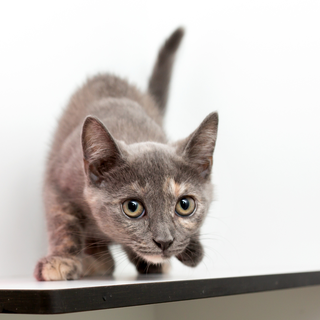 AWLQ's tweet photo. Our Animal Rehoming Centers have dozens of adorable kittens in need of forever homes! 😻 If you're thinking of adding a furry friend to your family, now is the perfect time!

For more on our available kittens please visit - https://t.co/4NLhh4GU1N https://t.co/Tn45Hqt8Wx
