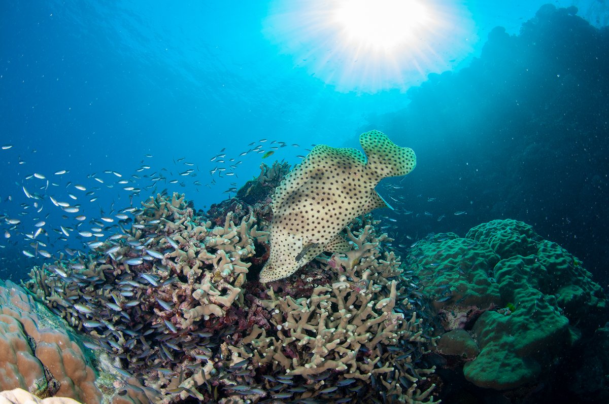 cairnsdiver's tweet photo. Master the art of scuba diving with top-notch PADI instructors. Get ready to explore the world's most spectacular aquatic wonderland like never before! ๐งโโ๏ธ๐๐#PADI #LearnToDive #GreatBarrierReef #ScubaDiving #DiveCourse #OpenWaterDiver ---------- https://t.co/S50YRHZvST https://t.co/A6VRqSpp8I