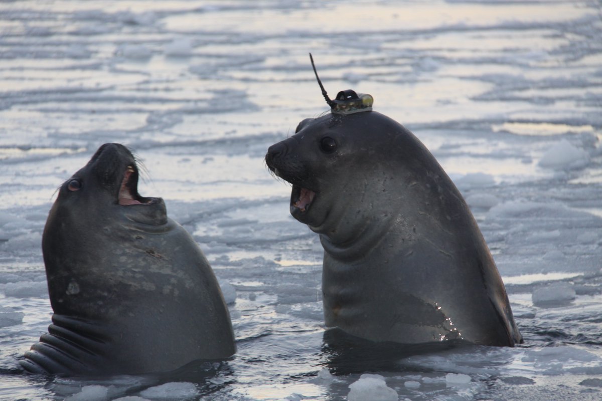 The ACEAS elephant seal tagging team is now en route to Macquarie Island aboard the RSV Nuyina! They will fit elephant seals w/small devices to gather crucial ocean &amp; climate data as the animals swim across the Southern Ocean. 
Pic: Clive McMahon/IMOS/SIMS antarctic.org.au/seals-to-gathe…