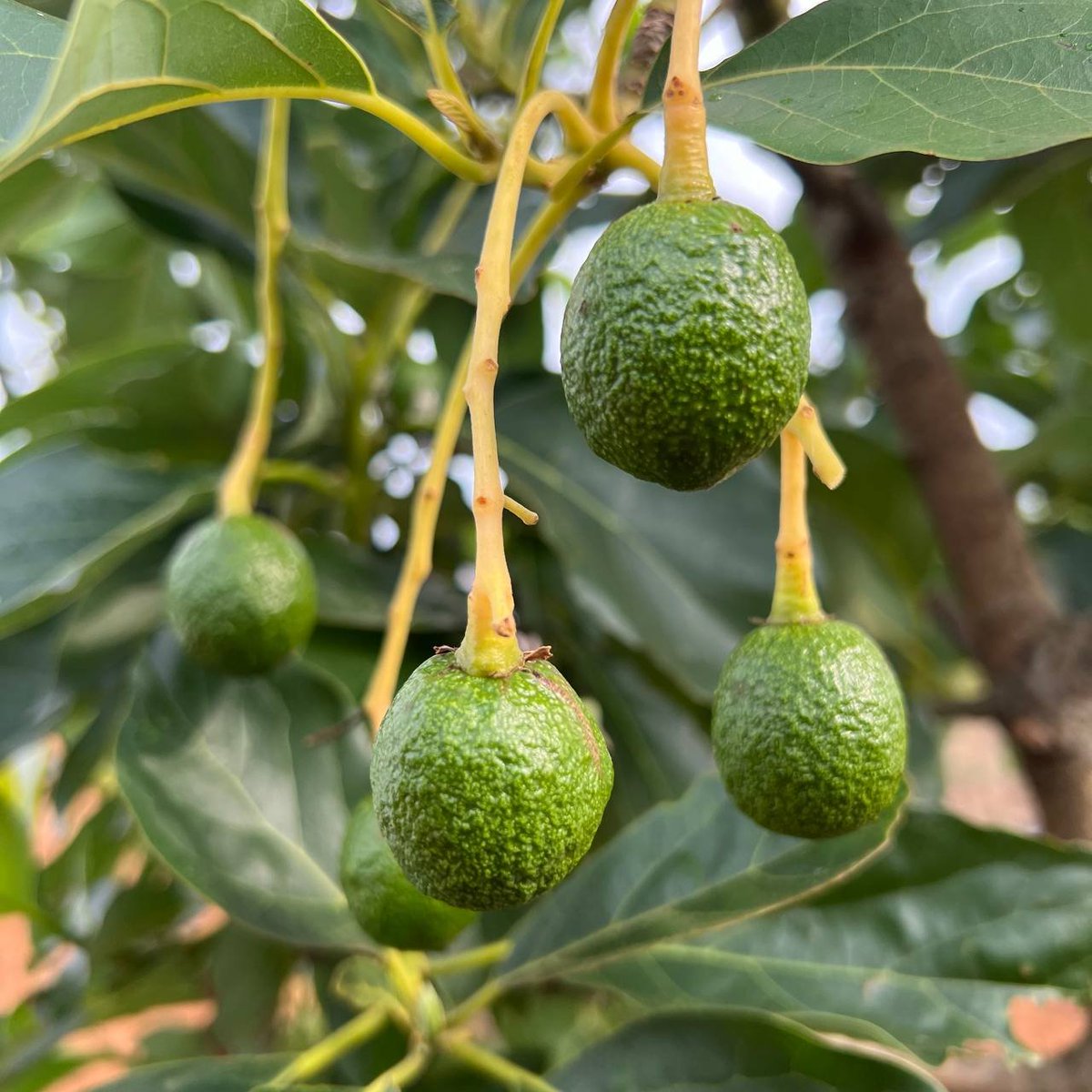 Green_Beli's tweet photo. Avocado harvest season coming soon! 🥑😋
#GreenBeli #GRBE #GMETA #RealWorldAssets #RWA #ReFi https://t.co/nWuayx7msX