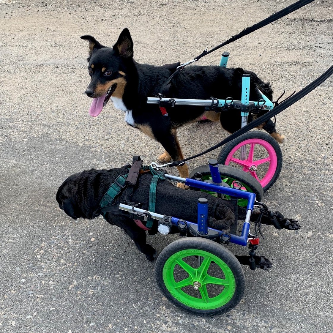 ReeveIrvine's tweet photo. Dogs can benefit from spinal cord injury research too.
#spinalcordinjury #caninerehab #caninehealth #spinalcordinjuryresearch https://t.co/NJMdM98pEi