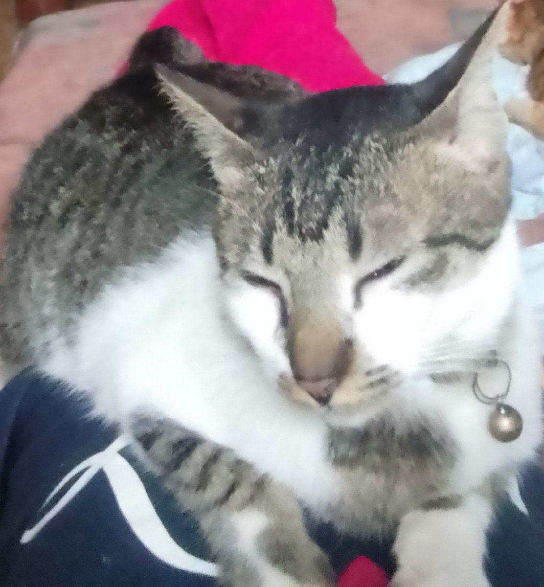 guy_whodie's tweet photo. @ShouldHaveCat He is one of the seven deadly sins Gluttony! https://t.co/XxgXXRjtdP