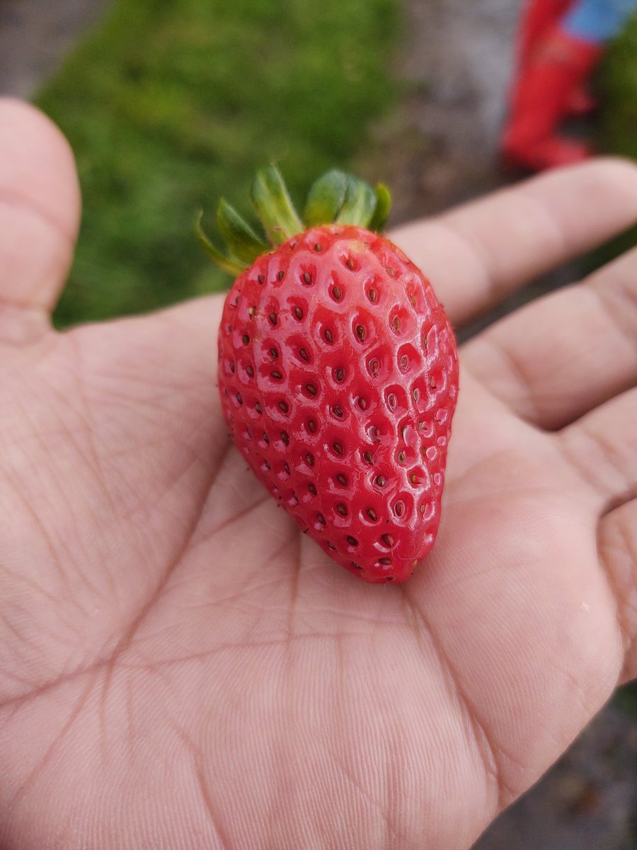 Ptt_Andres1's tweet photo. Nada mejor que las fruticas ❤️

No olviden consumir al menos 5 porciones entre frutas🍉 y verduras🥬 al día para tener un adecuado estado de salud #nocomacuentocomafruta https://t.co/X6kXxktYTx