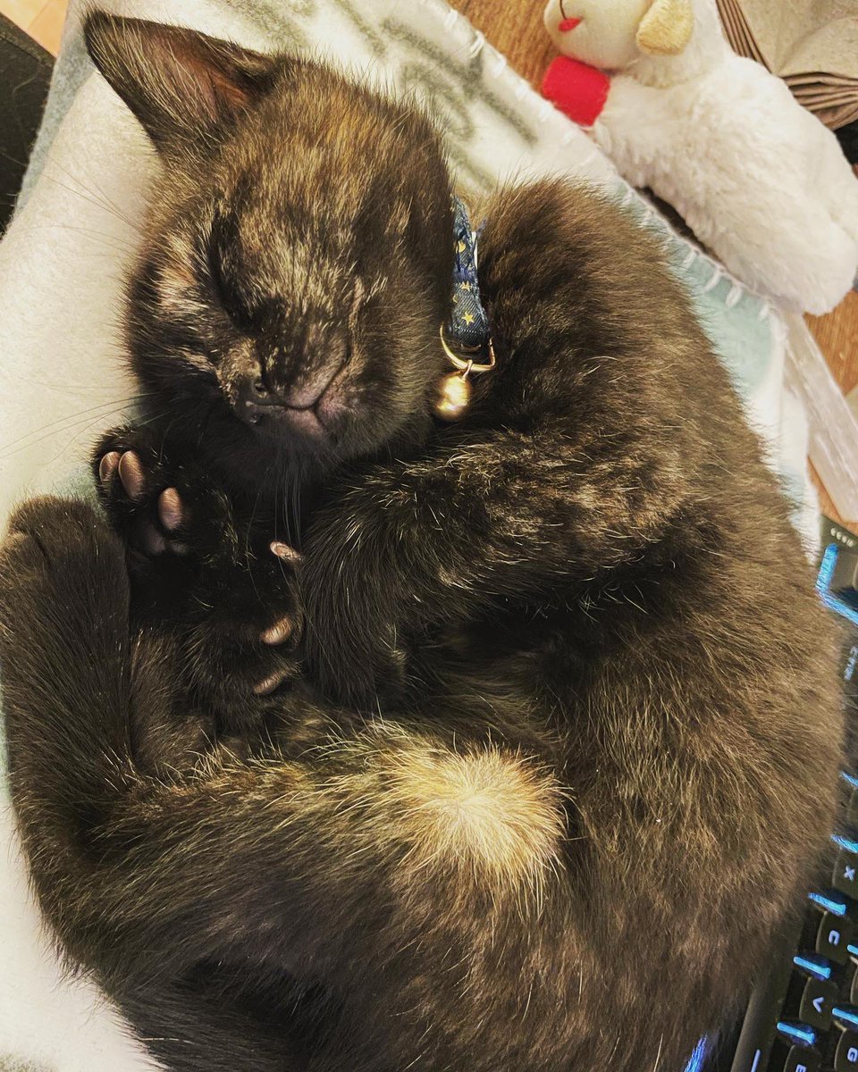 _Nikki_xox's tweet photo. @ShouldHaveCat Soleil☀️ https://t.co/RVpgLkQwjL