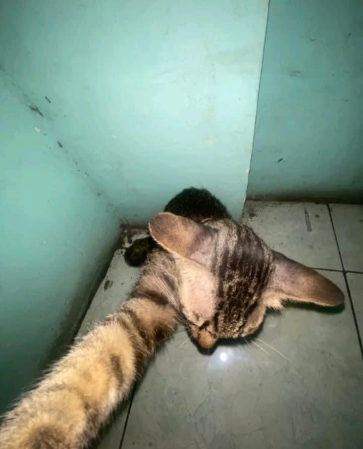 sosmedkeras's tweet photo. Potret anak alay 2014 https://t.co/28sn1n4rWI