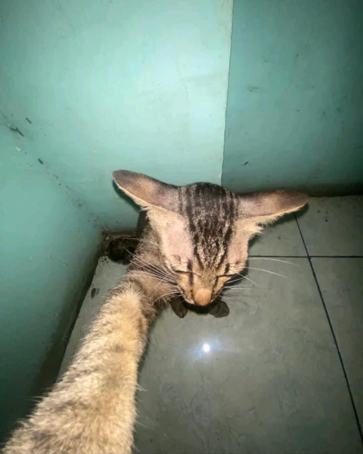 sosmedkeras's tweet photo. Potret anak alay 2014 https://t.co/28sn1n4rWI