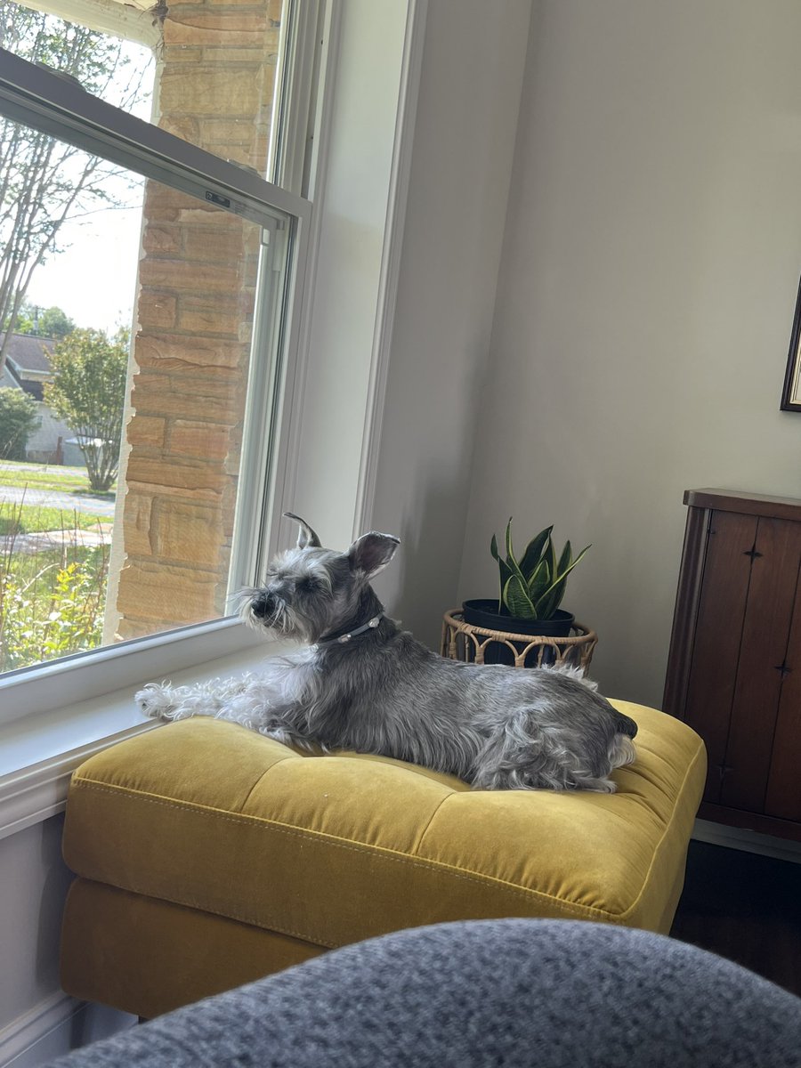 Serraphem's tweet photo. @rocklwtt My dog ❤️ https://t.co/1VfWL3ieJX