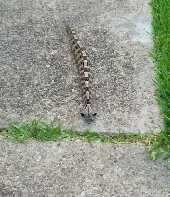 gigglexguru's tweet photo. #Gaboon #Viper
இந்த உயிரினத்தை நான் முதலில் படத்தில் பார்த்தபோது, ​​​​இது ஒரு நடைபாம்பு எலும்புக்கூட்டை ஒத்த பொம்மை என்று நினைத்தேன்.  இருப்பினும், உண்மையில், இது மிகவும் ஆபத்தான விஷ பாம்பு, அதை ஒருபோதும் அணுகக்கூடாது.  😱😱😱😱😱😱 https://t.co/KESLMM9FcS