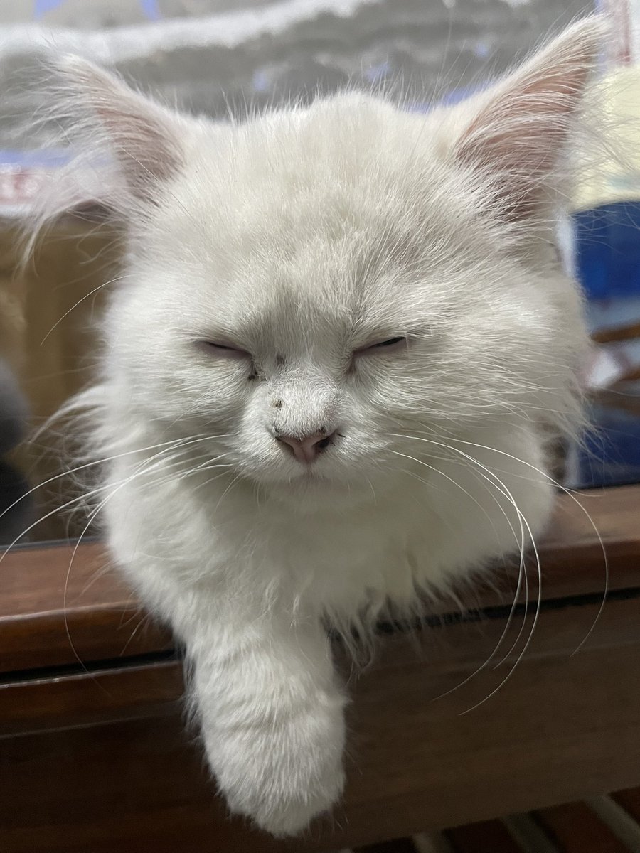 Rizwaughn's tweet photo. @ShouldHaveCat https://t.co/UTf0QR7rVd