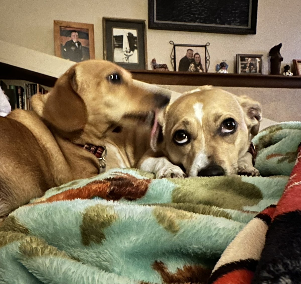 kelynisholly's tweet photo. Why oh why am I forced to be abused in this way??? #earcleaner #doxie #Dachshunds https://t.co/qys4GjHNJ6