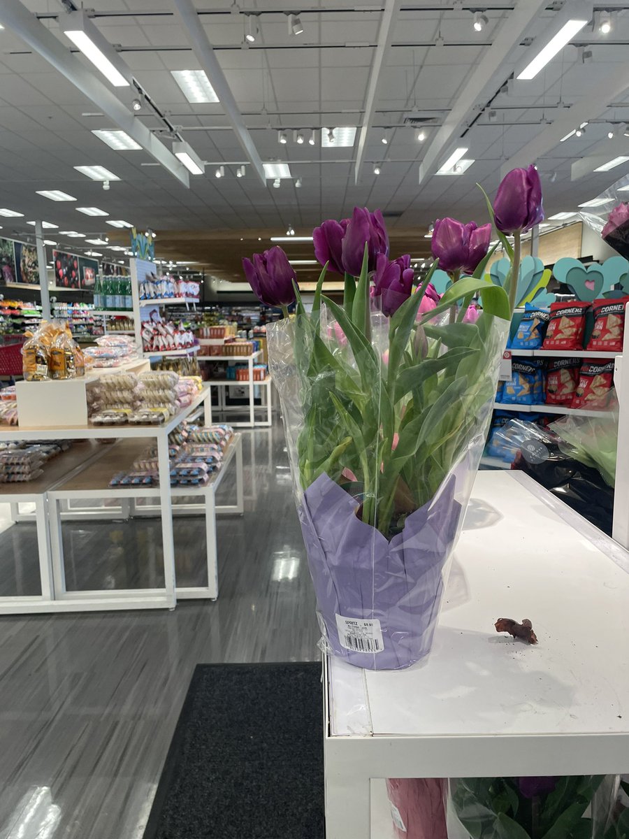 tulips! 🌷