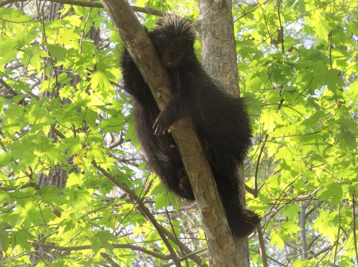 Safigirl17's tweet photo. Well hello there!
#Porcupine #NHNature https://t.co/RfmMOcxbp0