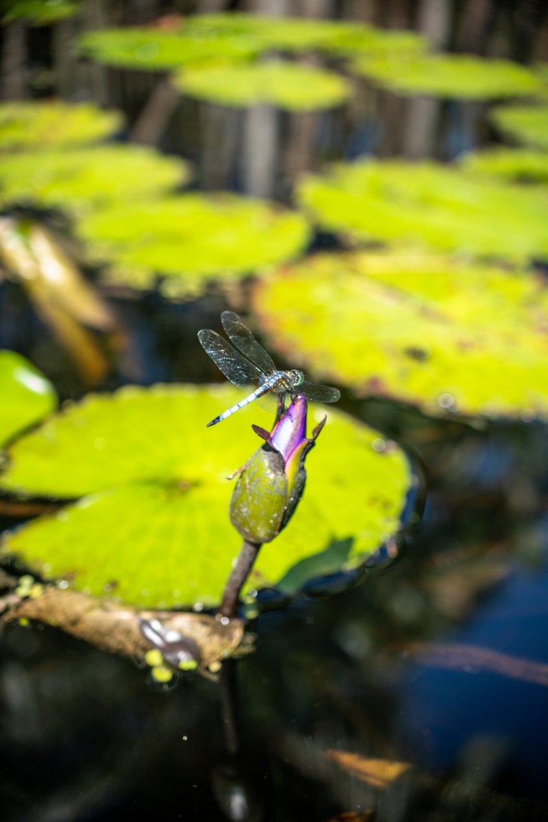 Dragonfly.  

#photography  #naplesflorida  #florida  #naplesbotanicalgarden  #garden  #naturephotography  #wildlifephotography  #nature  #wildlife  #beautifulnature  #sony  #sonyalpha  #sonyphotography  #sonya7riv  #sonya7r4  #dragonfly  #dragonflyphotography