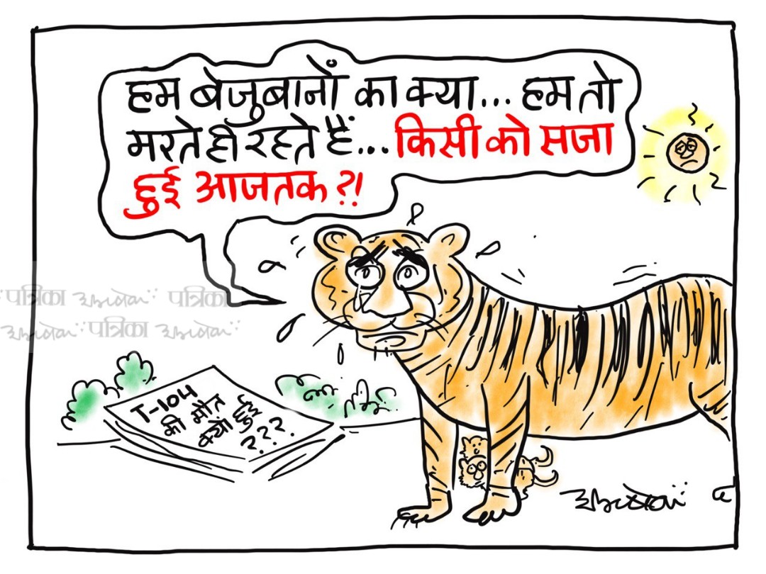राजस्थान में टाइगर T-104 चीकू की मौत का जिम्मेदार कौन? 
#cartoon #patrika #SaveTigers