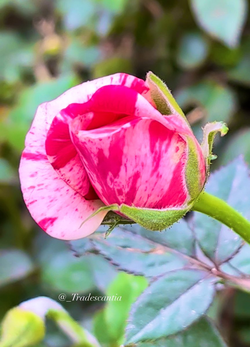 #MothersDay2023 A season around the world in May. In some countries celebrating today. #roses #RoseWednesday #NaturePhotography #mygarden #GardeningTwitter #10Mayo