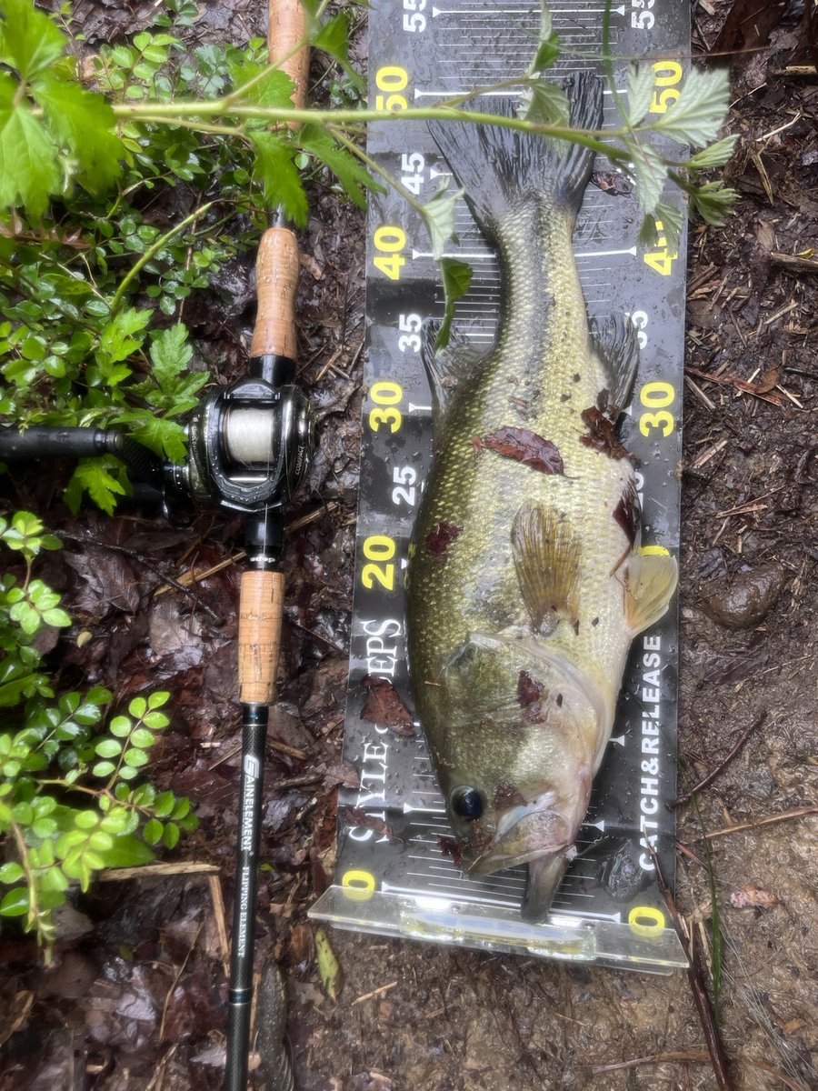 daiki_tsuda's tweet photo. どこ行ってもカバースキャットで
50は釣れる
すまん。釣りうまくて。
40〜49までは
数は釣っとる✌️ https://t.co/mio8JXsTxI