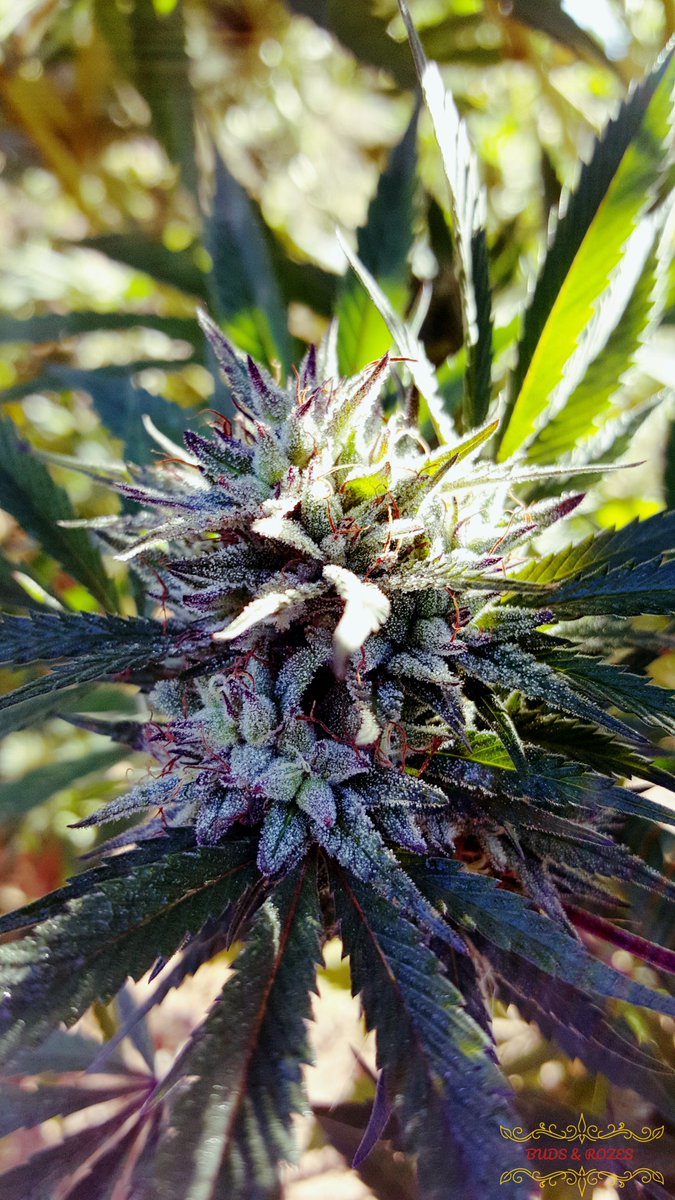blevinsrob369's tweet photo. Some outdoor Scott's OG that I pollinated. Got her from the man the myth the legend #houseofdank #raredankness https://t.co/IHBMcwWJXP