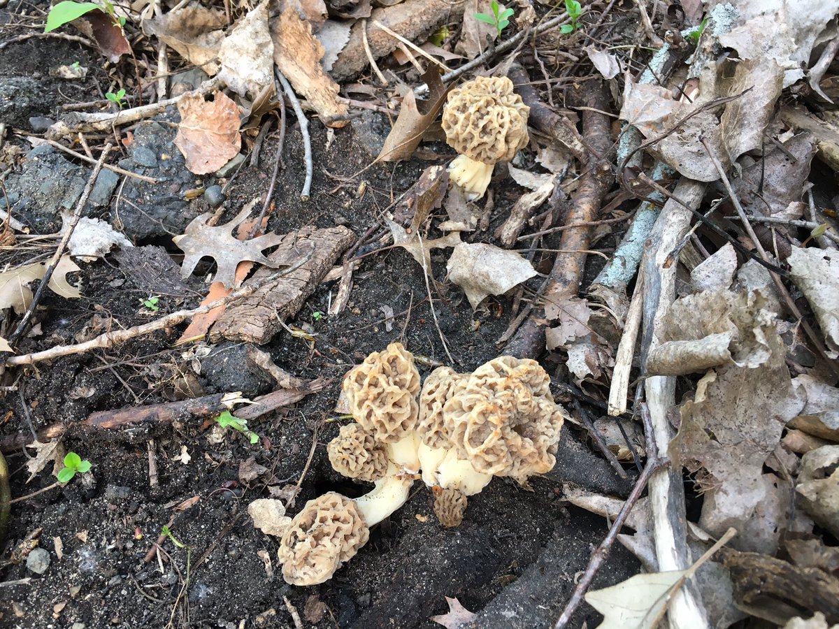 First morels of the season for me! Today near St. Paul, MN