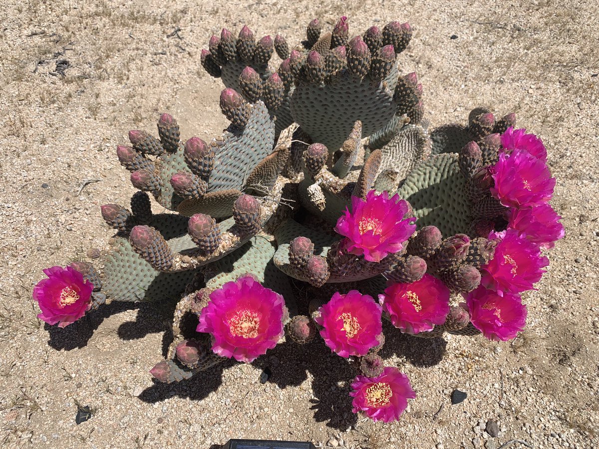 Beavertail Cactus In Flower
Landers, Ca
