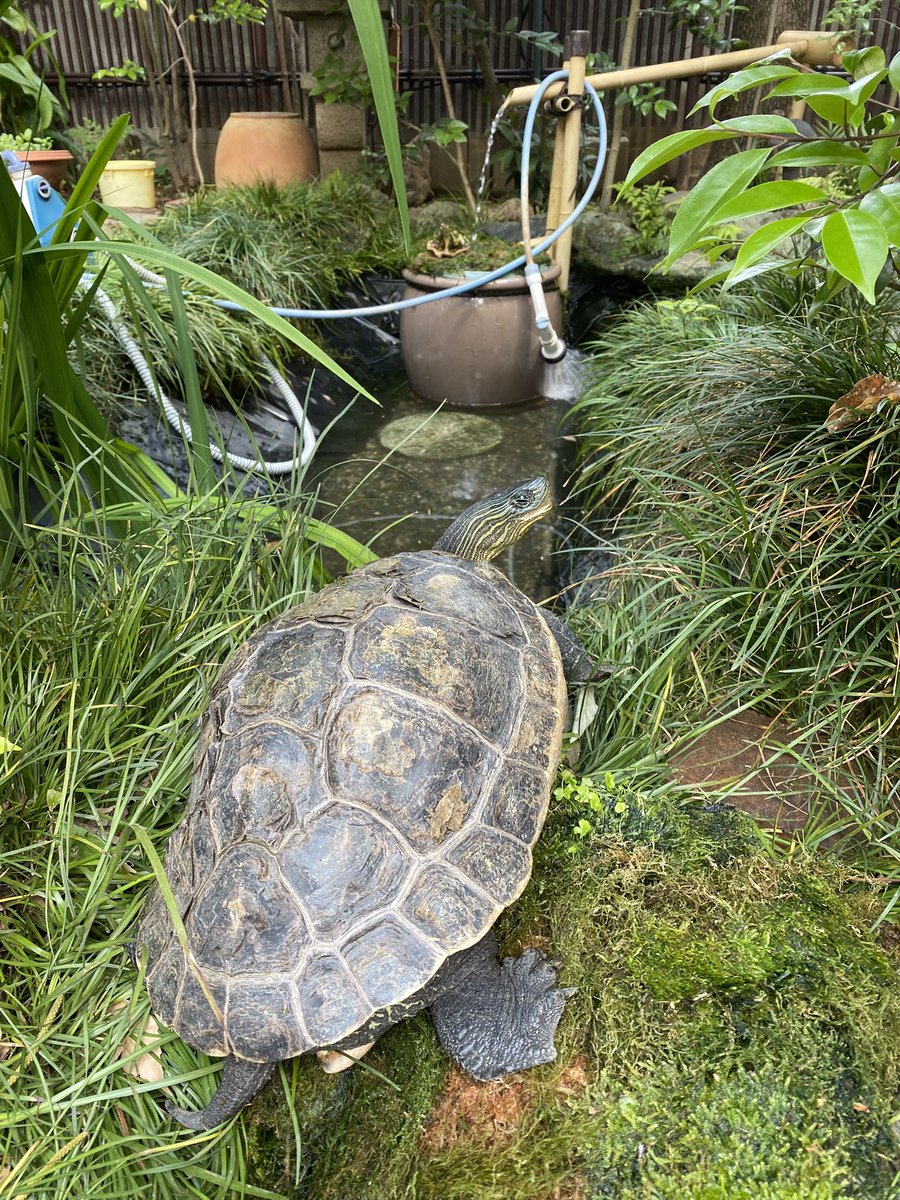 メモ
縦36cm 幅34cm