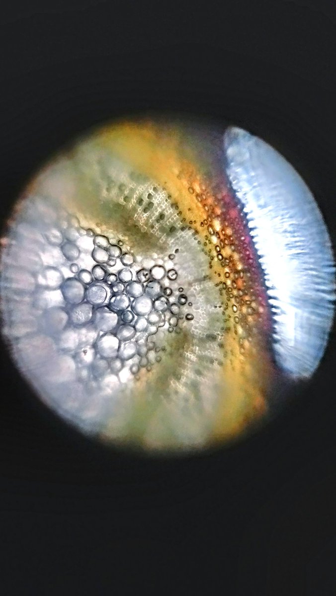 Dinesh9145's tweet photo. ๐ฌ Just explored the cross-section of a mint stem using my #Foldscope! The intricate vascular bundles and cell structures were incredible to observe. ๐ฑ๐ฌ
#FoldscopeAdventures #PlantObservation #MicroscopyMagic
#Botany #nature #photo
@PrakashLab https://t.co/lXn09EU2is