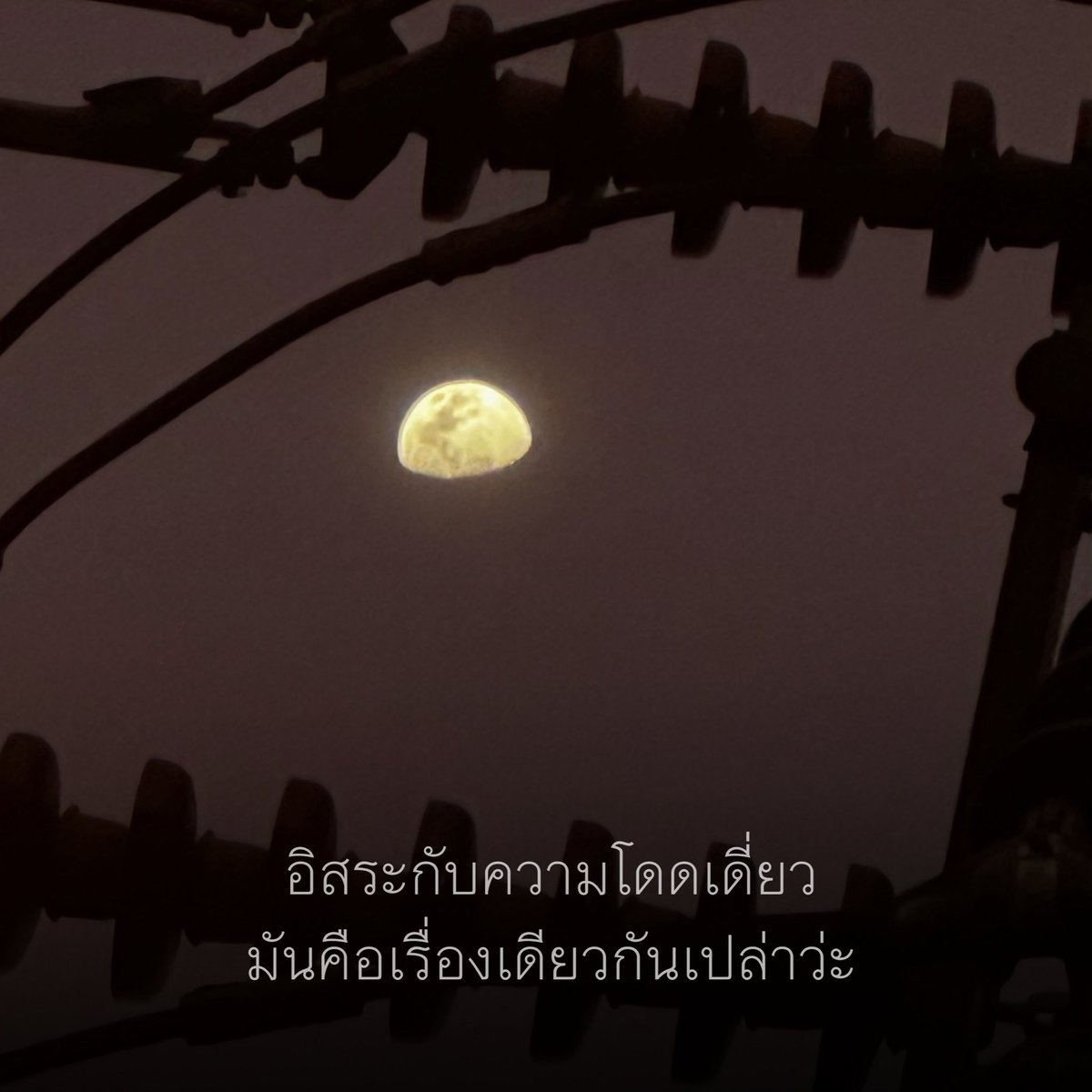 lalin (@lalin_themoon) on Twitter photo 