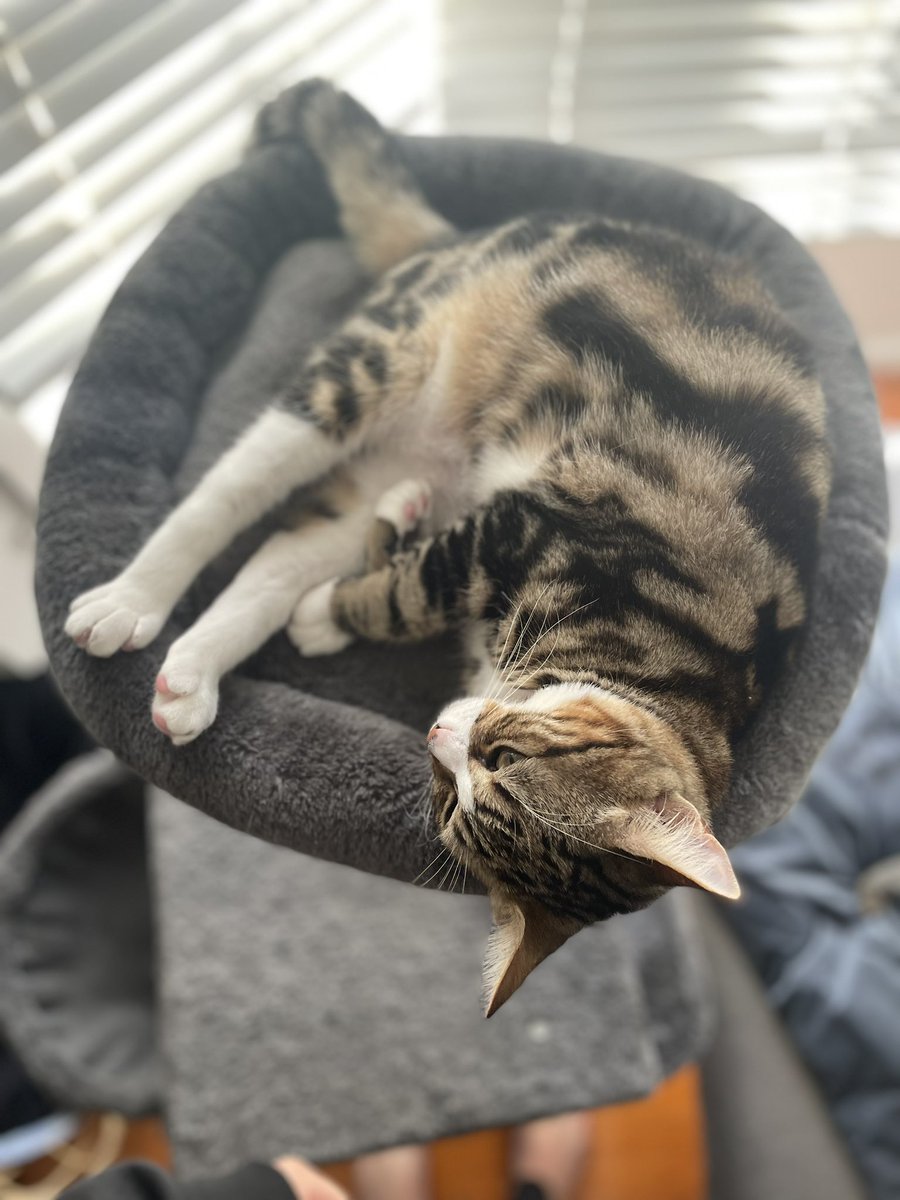 tobywilliamjay's tweet photo. @ShouldHaveCat My two https://t.co/ND1Ddme34o