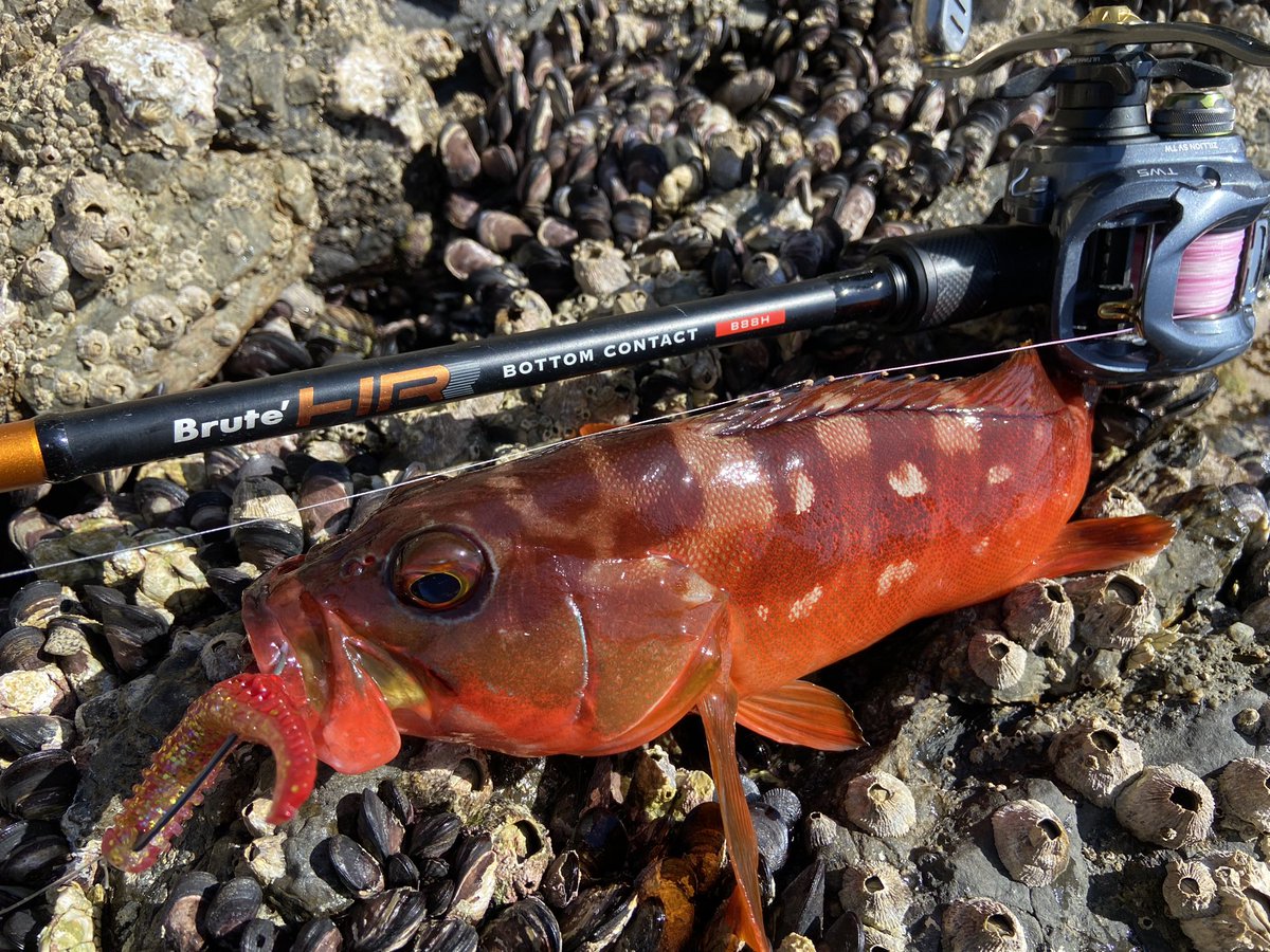wocadaaa's tweet photo. ベイトタックルで、クラッチワークを使い、地形をキッチリ探ってアカハタ追加🐟
■#Apia #BruteHR #Bottomcontact88H
■#Daiwa #Zillionsvtw 1016XXH
■#Livre #Feather110
■#Xbraid UPGRADE X4 1.5号 #fcabsorber 7号
■#Gamakatsu #Theorize
■#Magbite #タコ足一本
#釣り #fishing #ルアー https://t.co/5McM5a7RB2