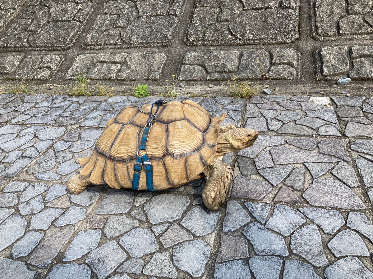 先日新歓バーベキューを行いました😊

新入生ともたくさん話せて盛り上がりました✋

練習・イベント参加どしどしお待ちしております！！

大きな亀さんもいました🐢

 #サークル #クリケット #春から中央 #バーベキュー #インカレ #スポーツ #2年入会