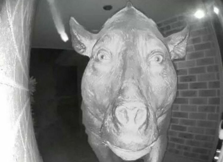 xiaopingguole's tweet image. eu deveria ser a criadora de leis universais