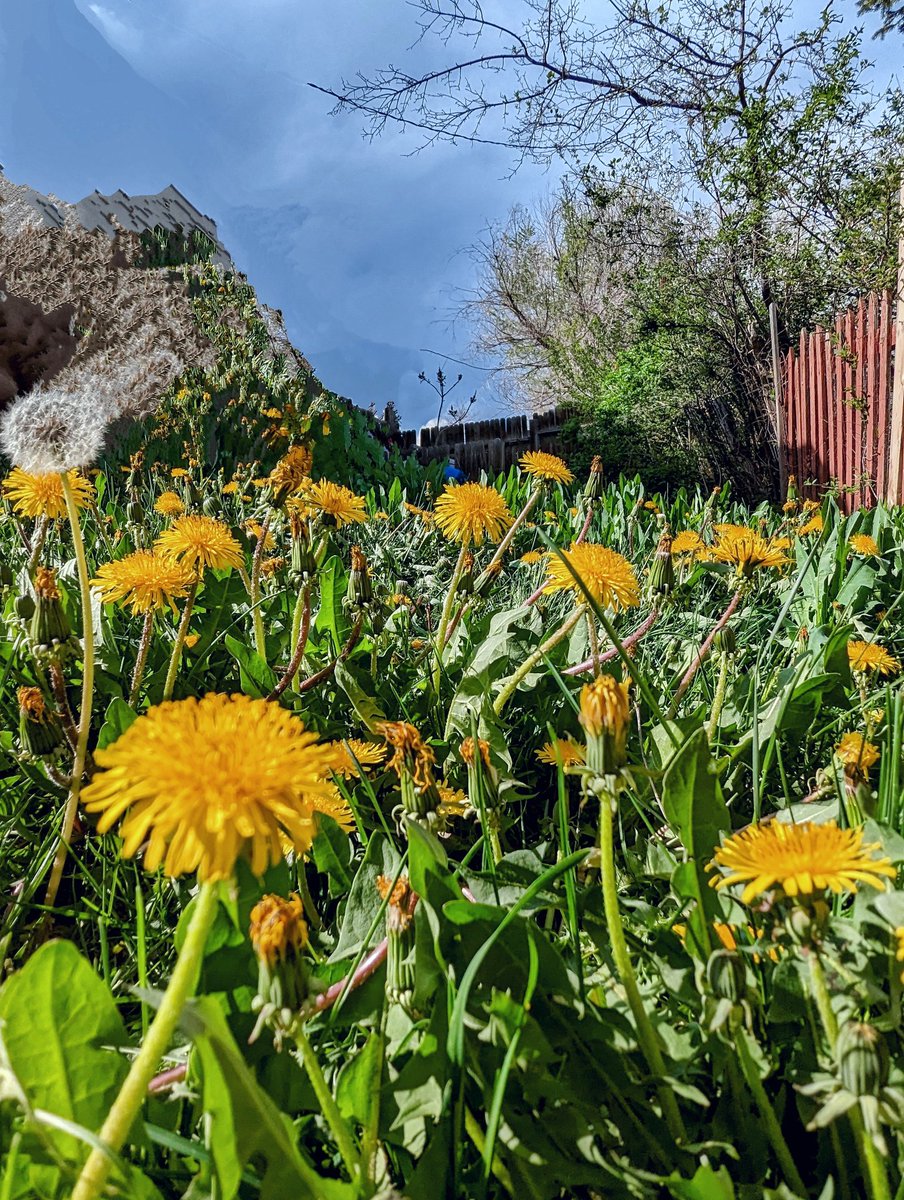 genx_lexi's tweet photo. Dogs Eye View. 🐶📸🩵
#photography #art #flowers #summer #dogseyeview #photomanipulation #Pixel7a https://t.co/4rBaw86EWS